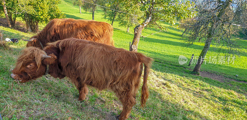 牧场上的两只高地牛，Bò Ghàidhealach